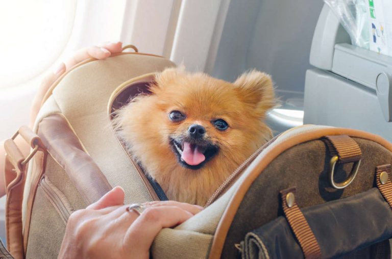 Transporte de animales por avión: una medida para evitar el abandono de mascotas en este mundo globalizado