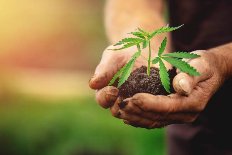 Elementos necesarios para el cultivo de la marihuana